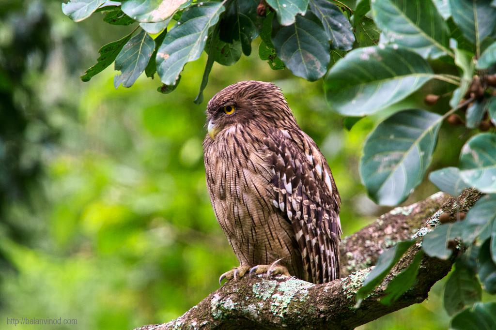 Brown Fish Owl