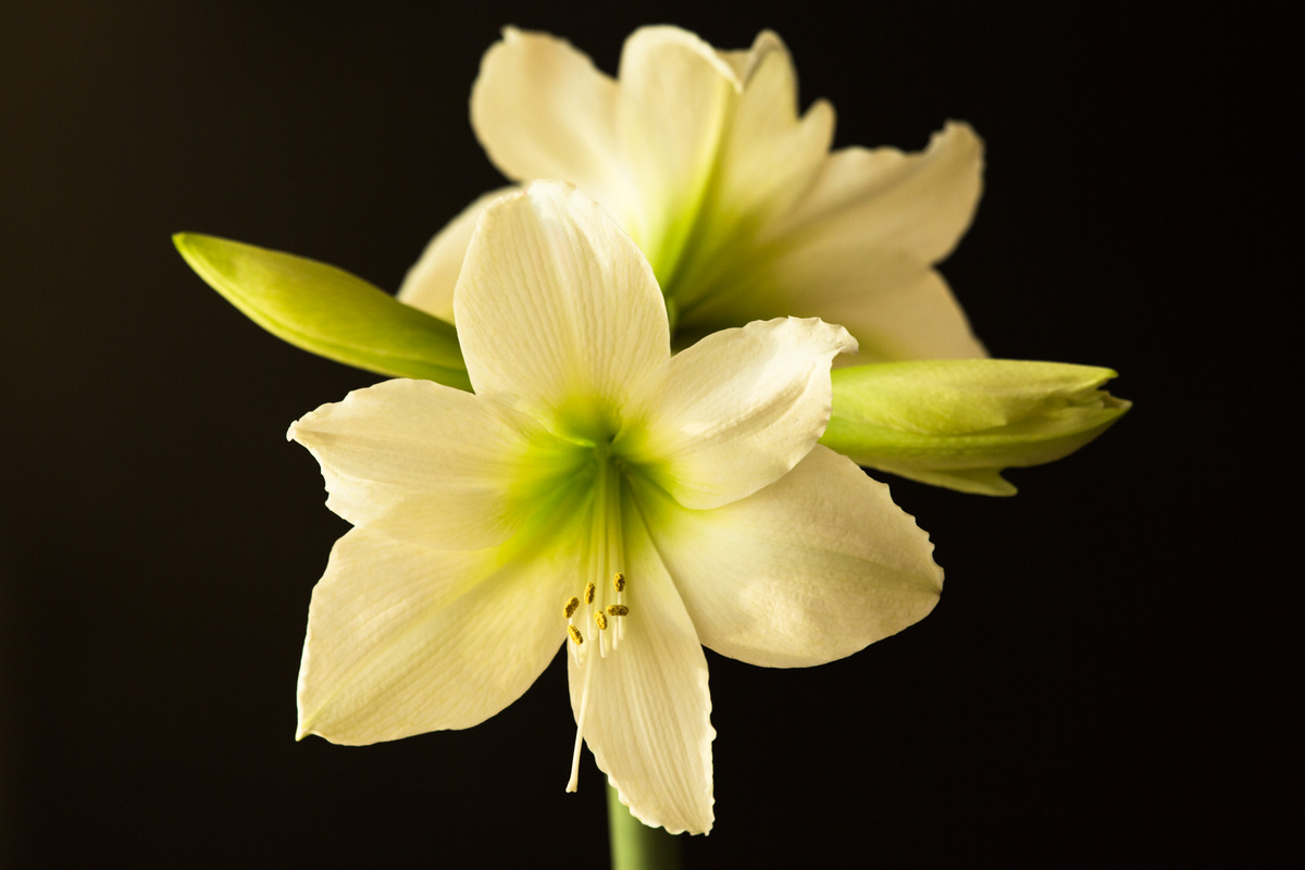 Lily
