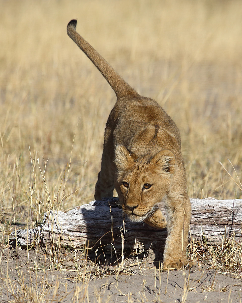 The Pounce
