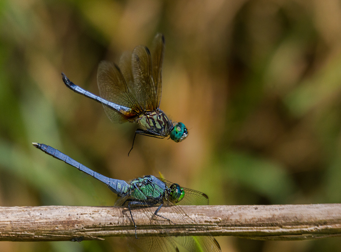 Dragonfly 2 Species