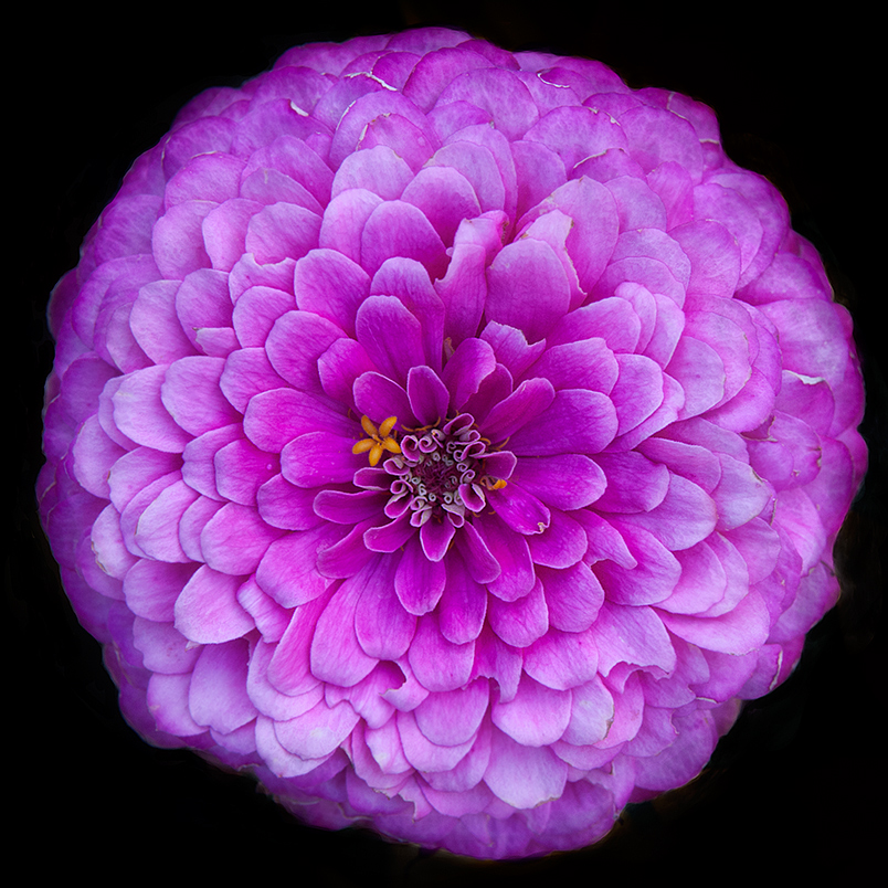 Planet Zinnia