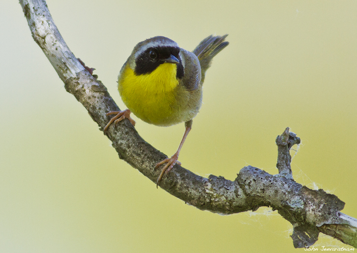 Common Yellowthroat