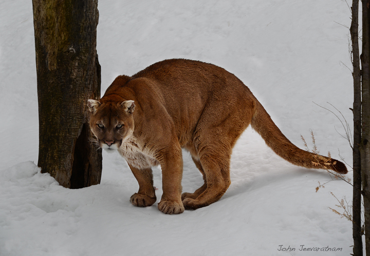 Cougar