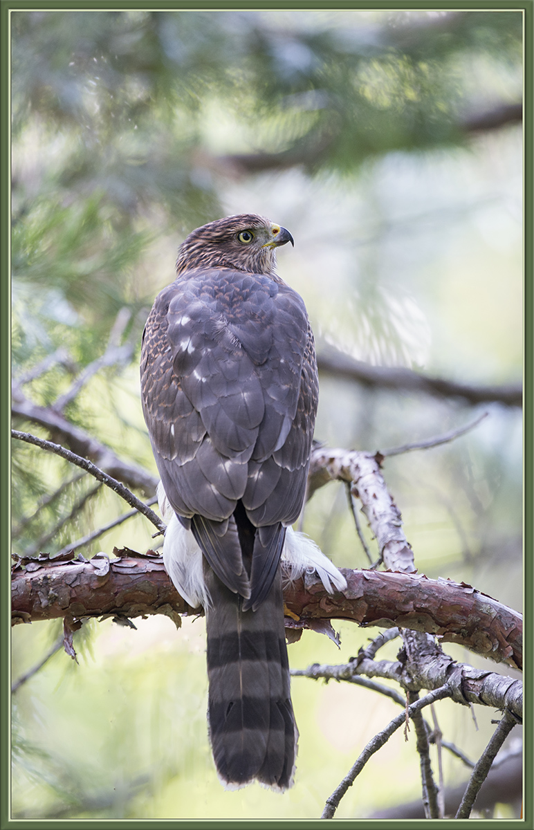 Cooper's Hawk