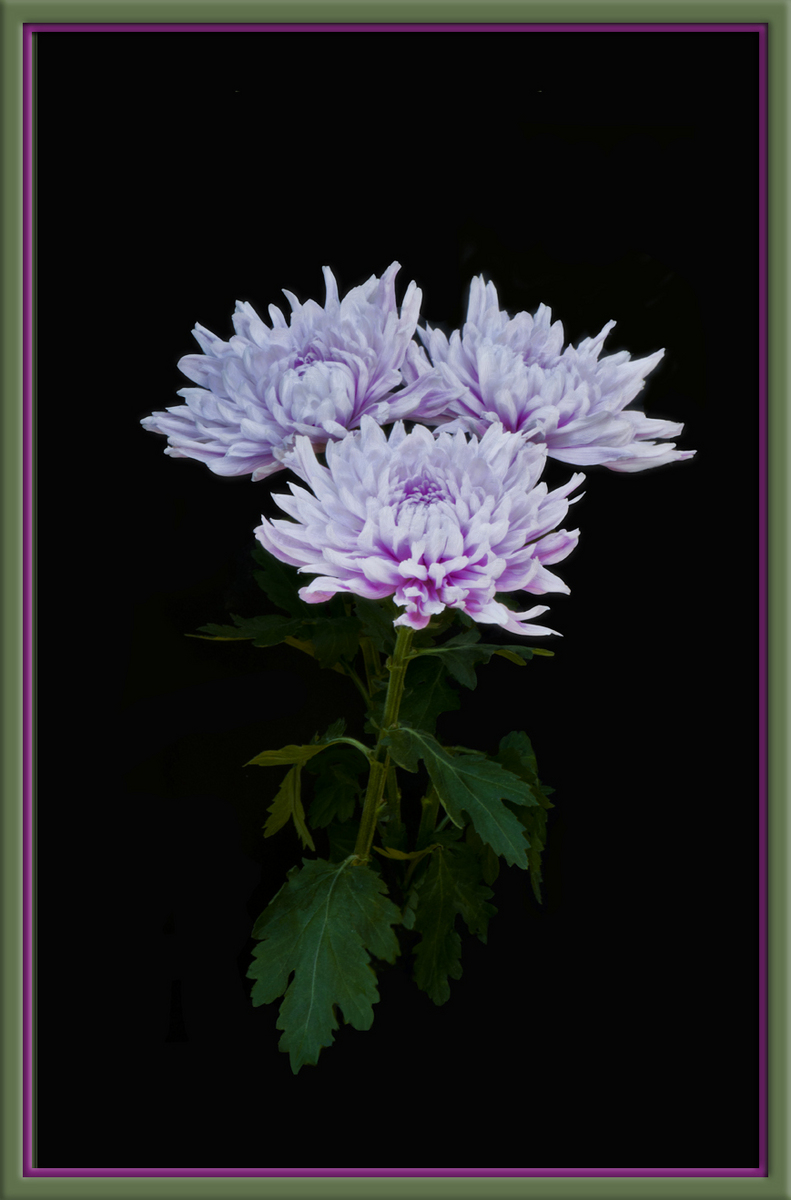 WC # 597 - flora