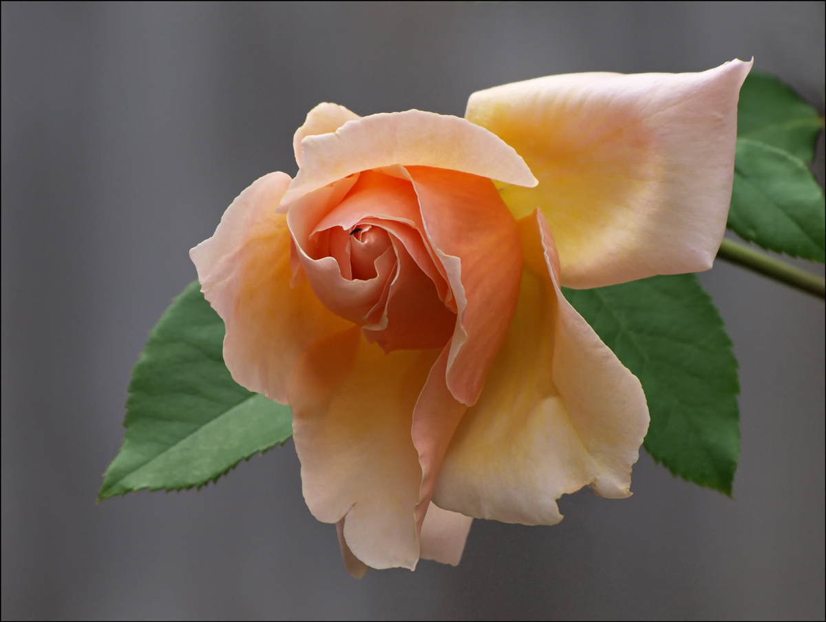 Rose # 597 