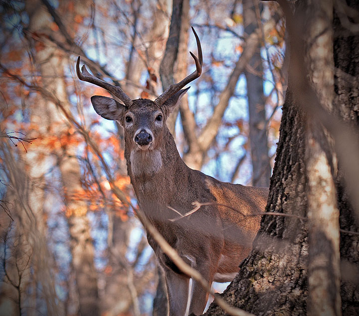 Large Buck