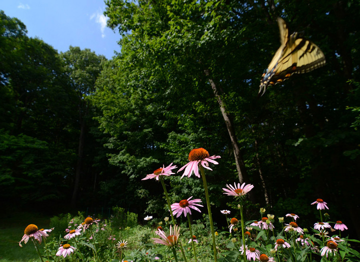 Flower Meadow