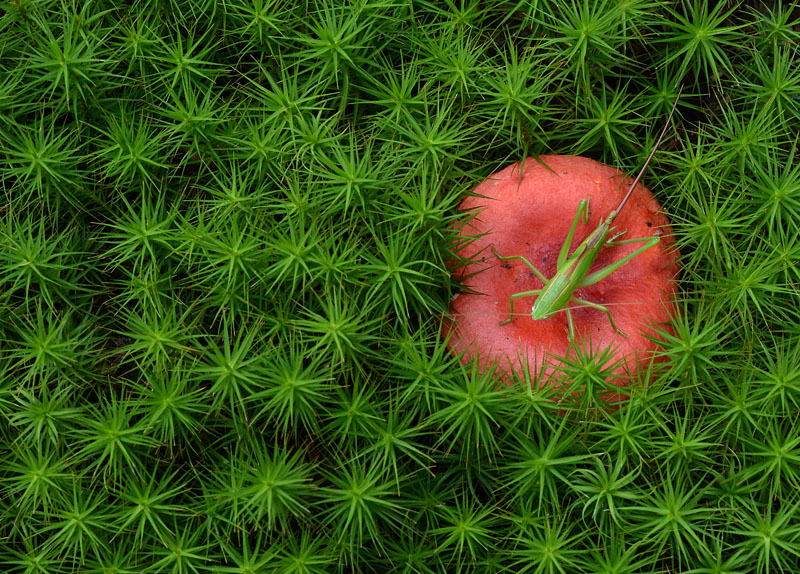 Red and Green