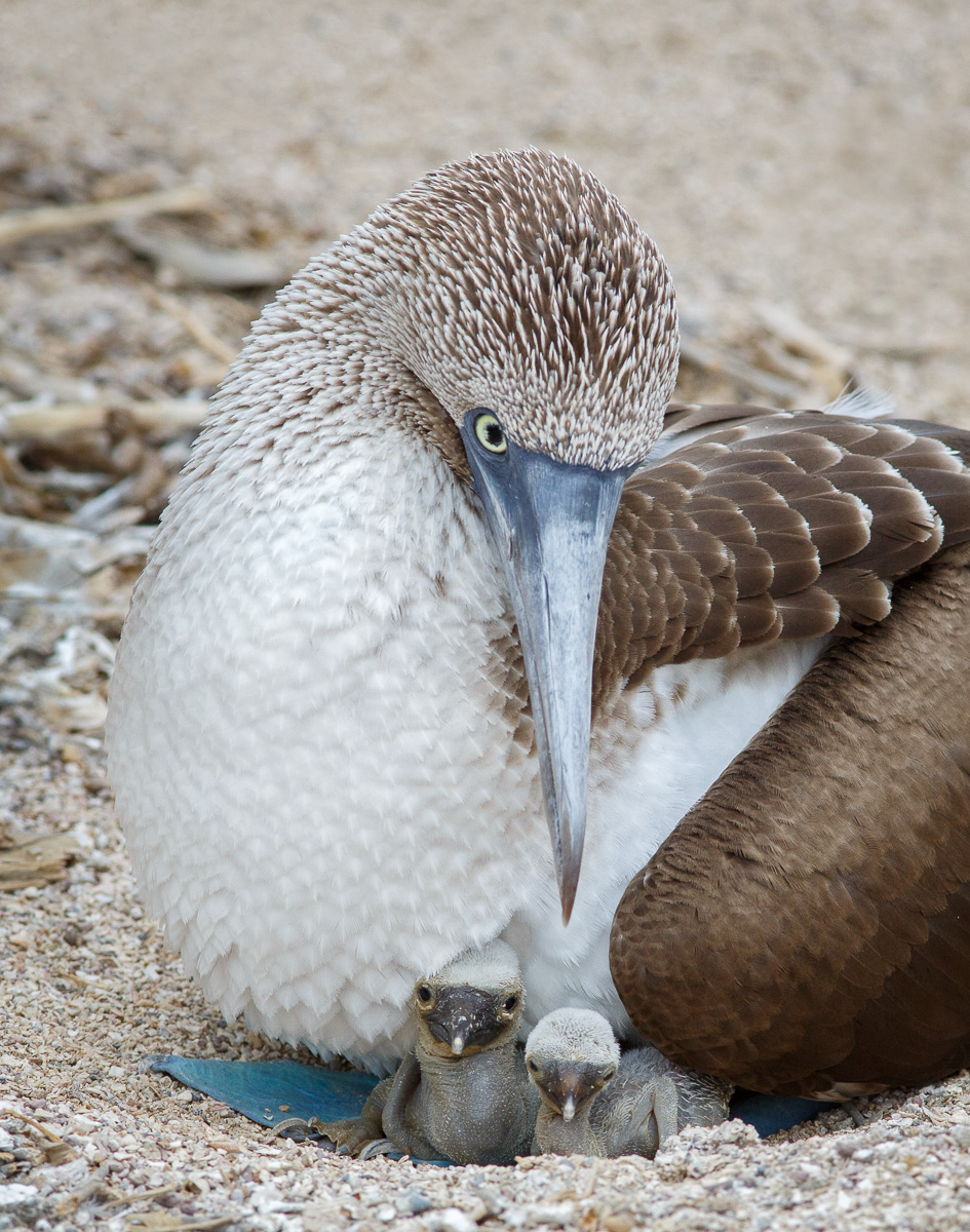 Blue-footed Booby w/Chicks