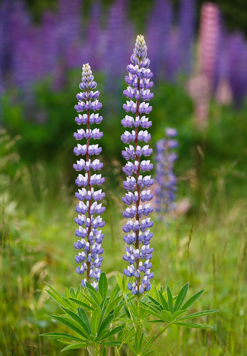 WC#597 Lovely Lupines