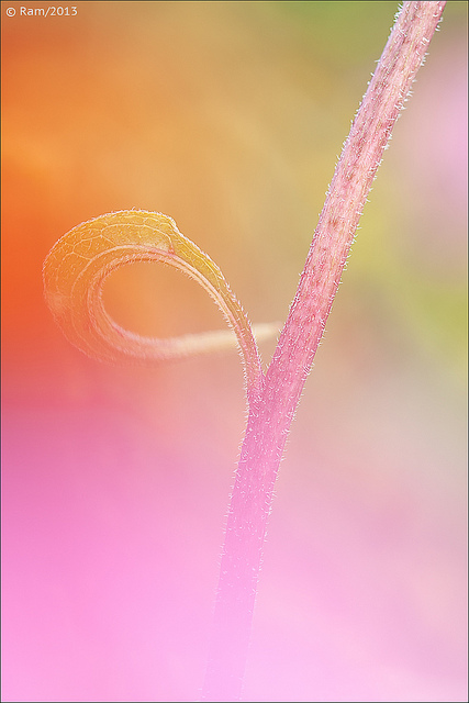 Just colors