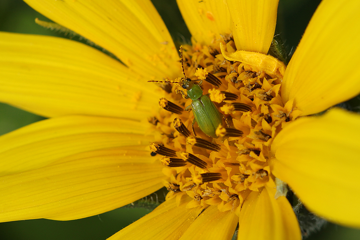 Green amongist the gold