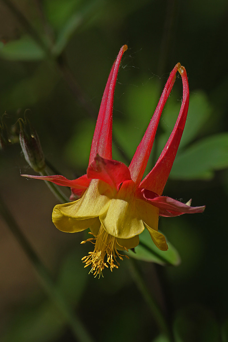Columbine 597