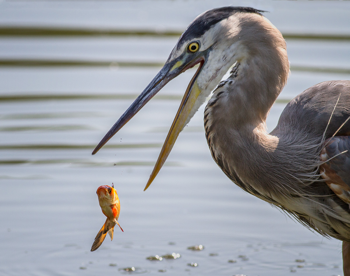 GBH Fish Toss