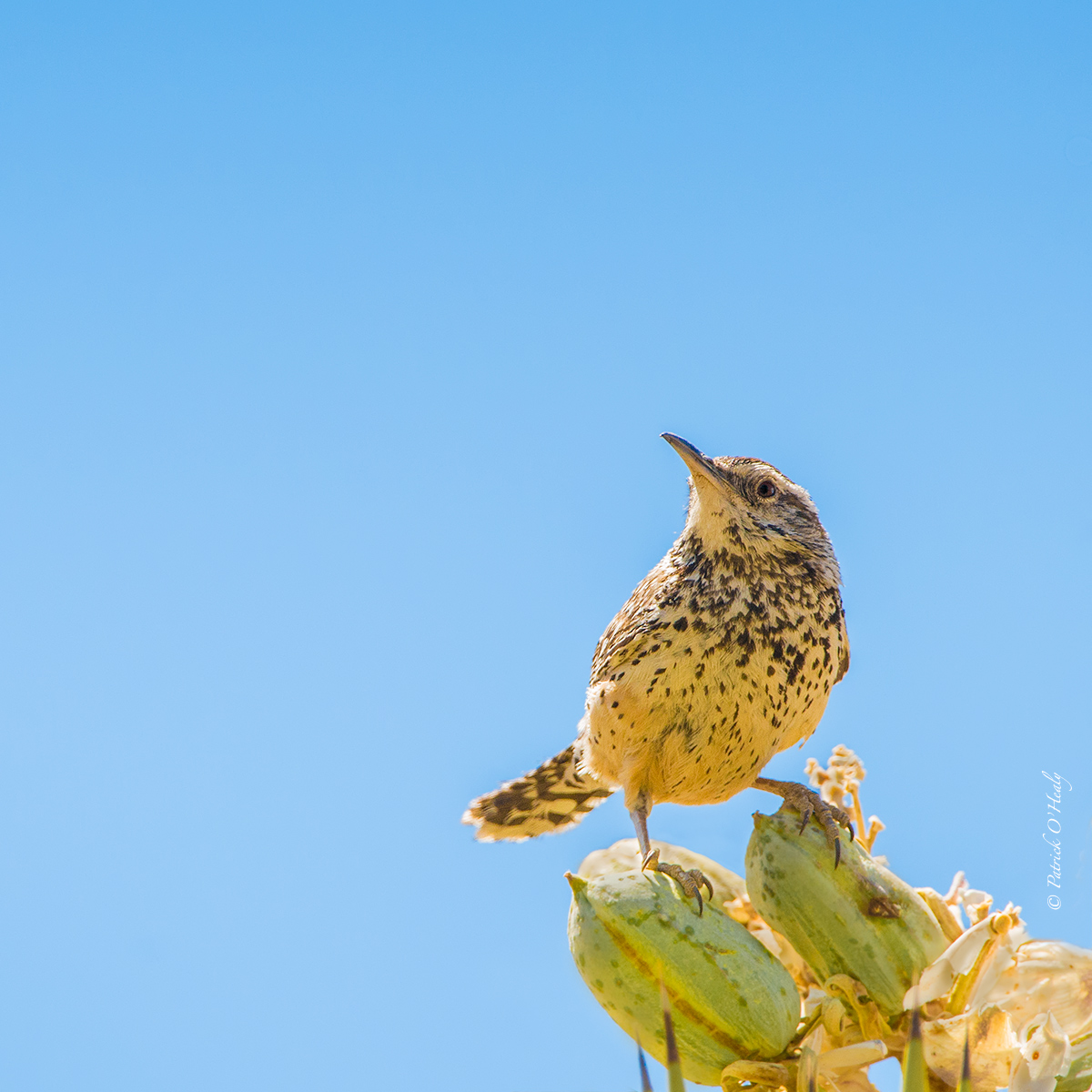 Cactus Wren
