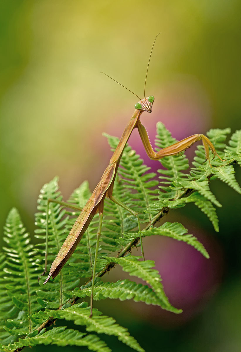 Brown mantis