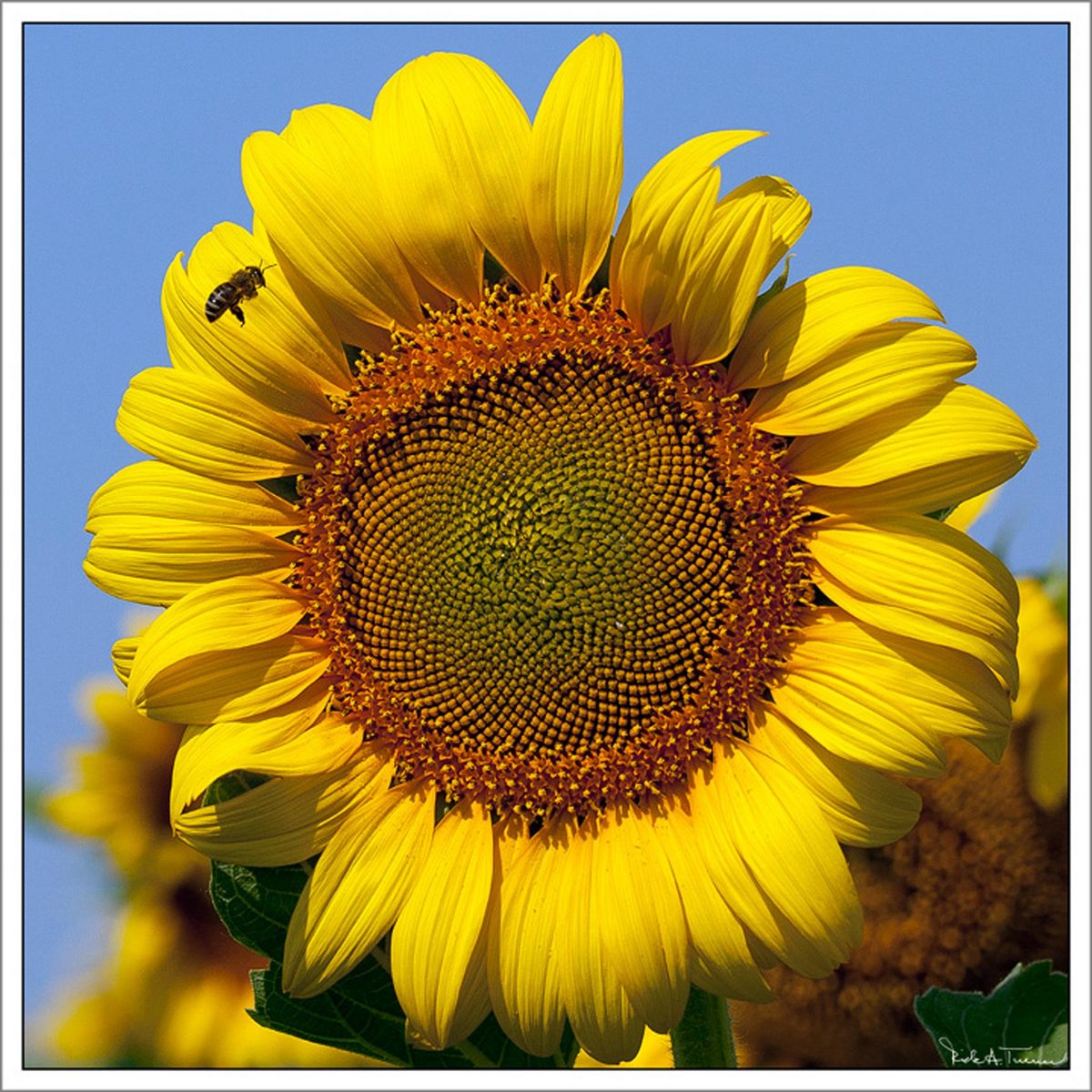 Busy Bee