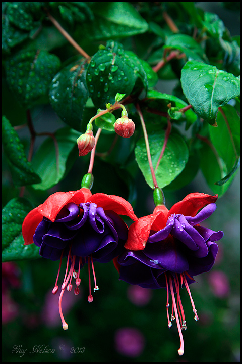  Fuchsia