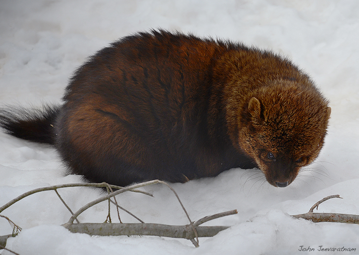 Fisher