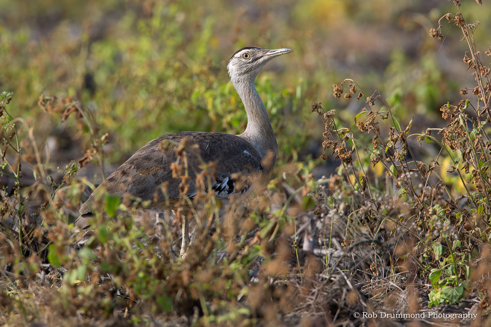 Australian Bustard