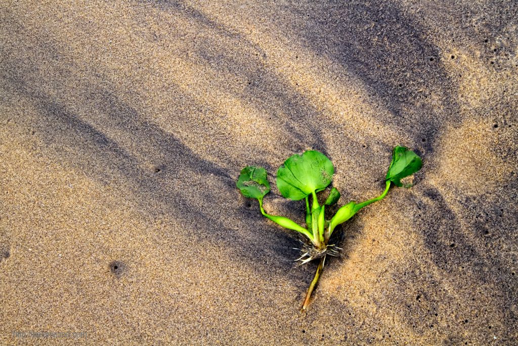 Beached