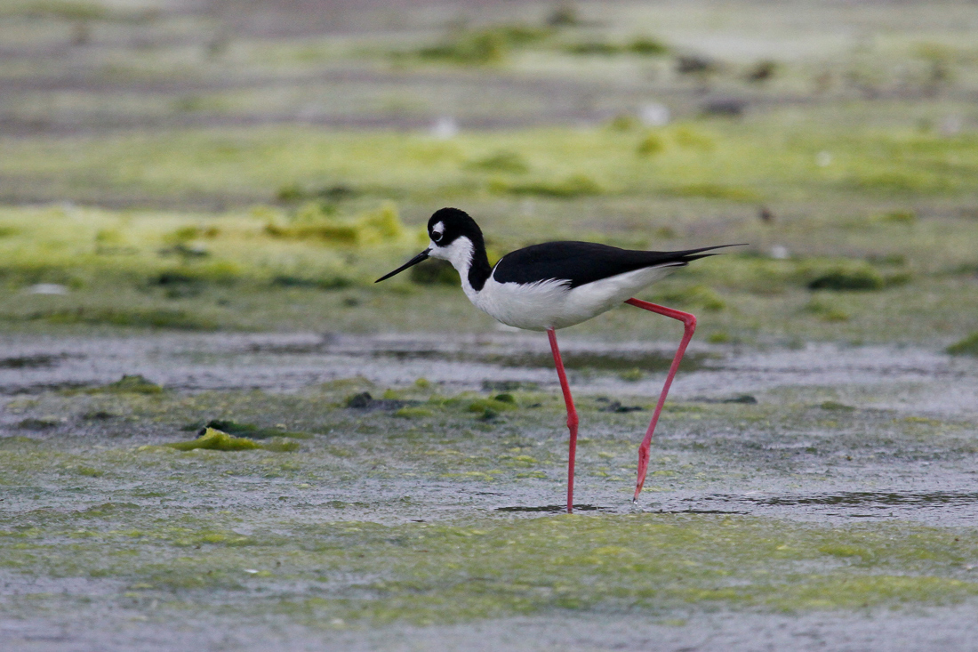 Black-necked Stilt