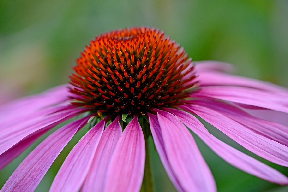 Purple  Coneflower