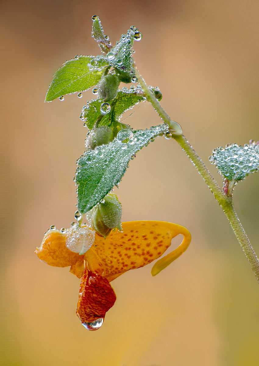 Bejeweled Jewelweed