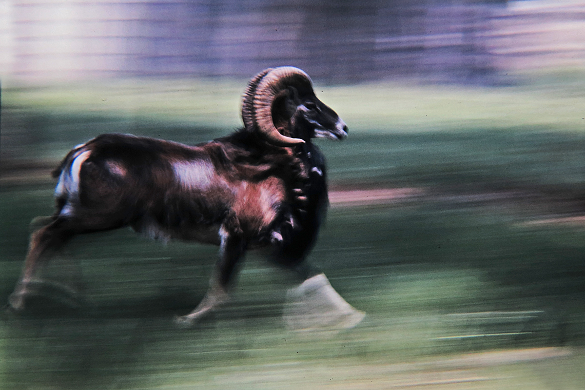 Running mouflon  WC598