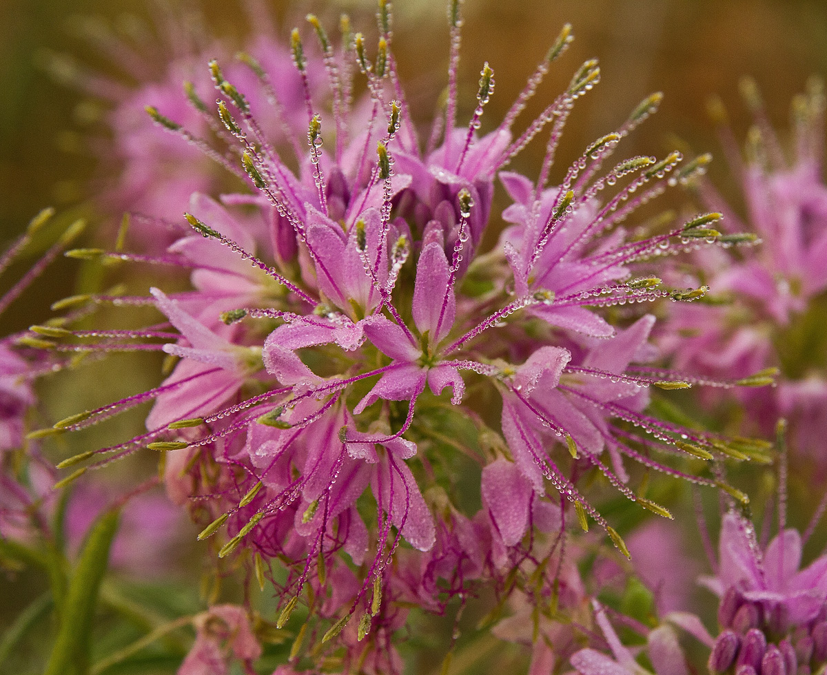 Bee Flower in Fog