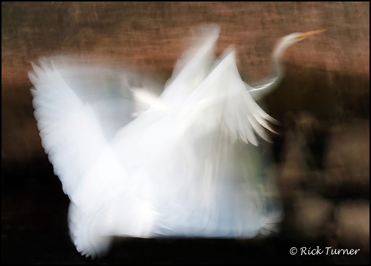 Egret Flight