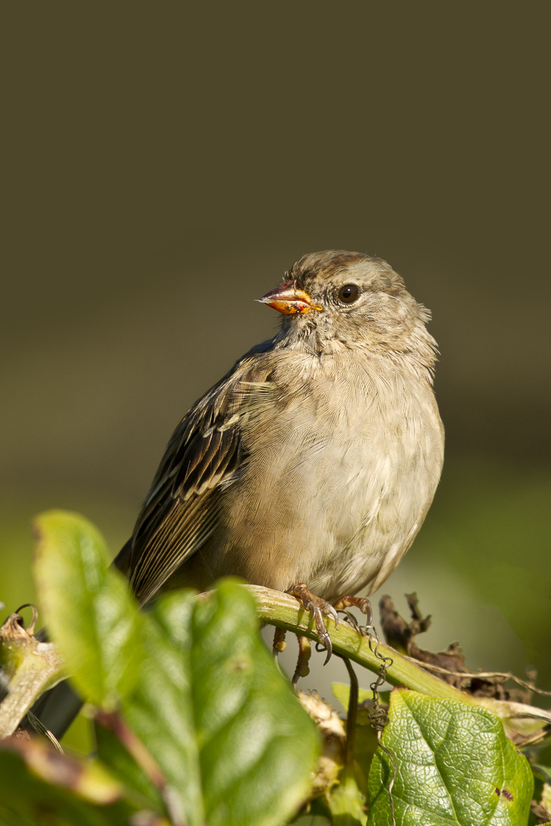 Female House Sparrow