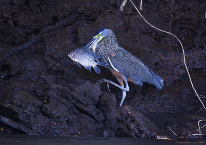 Trophy catch