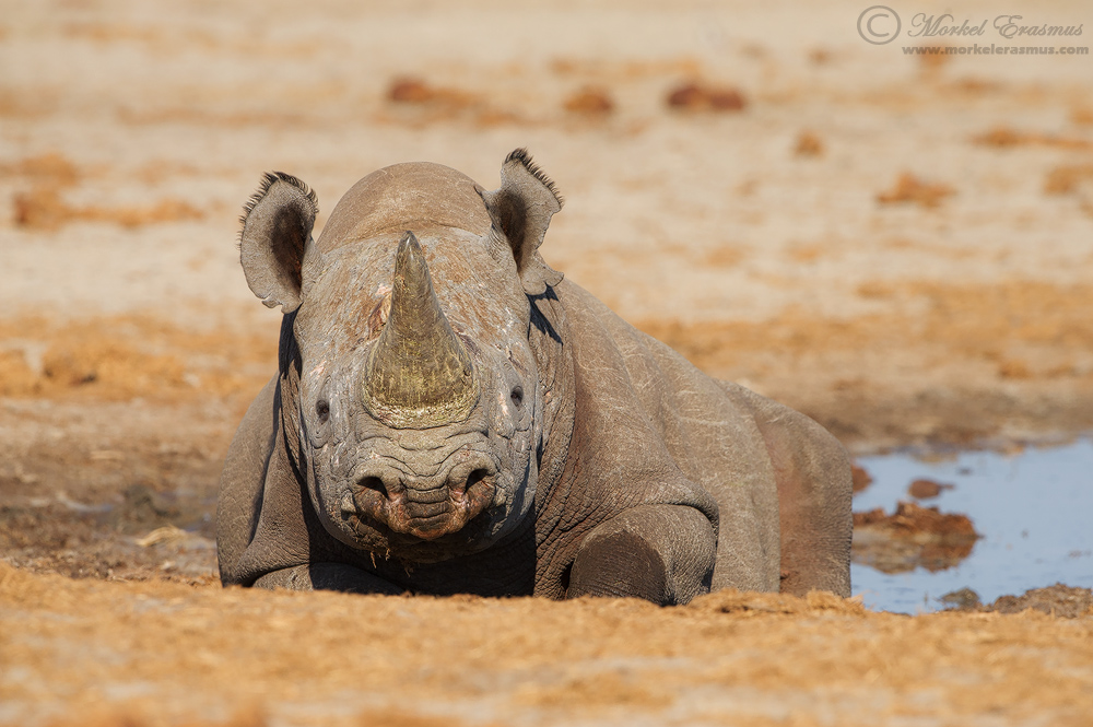 Having a Wallow