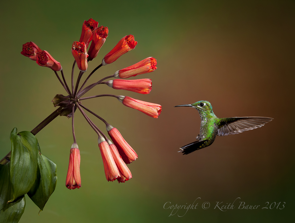 Hummingbird Bouquet