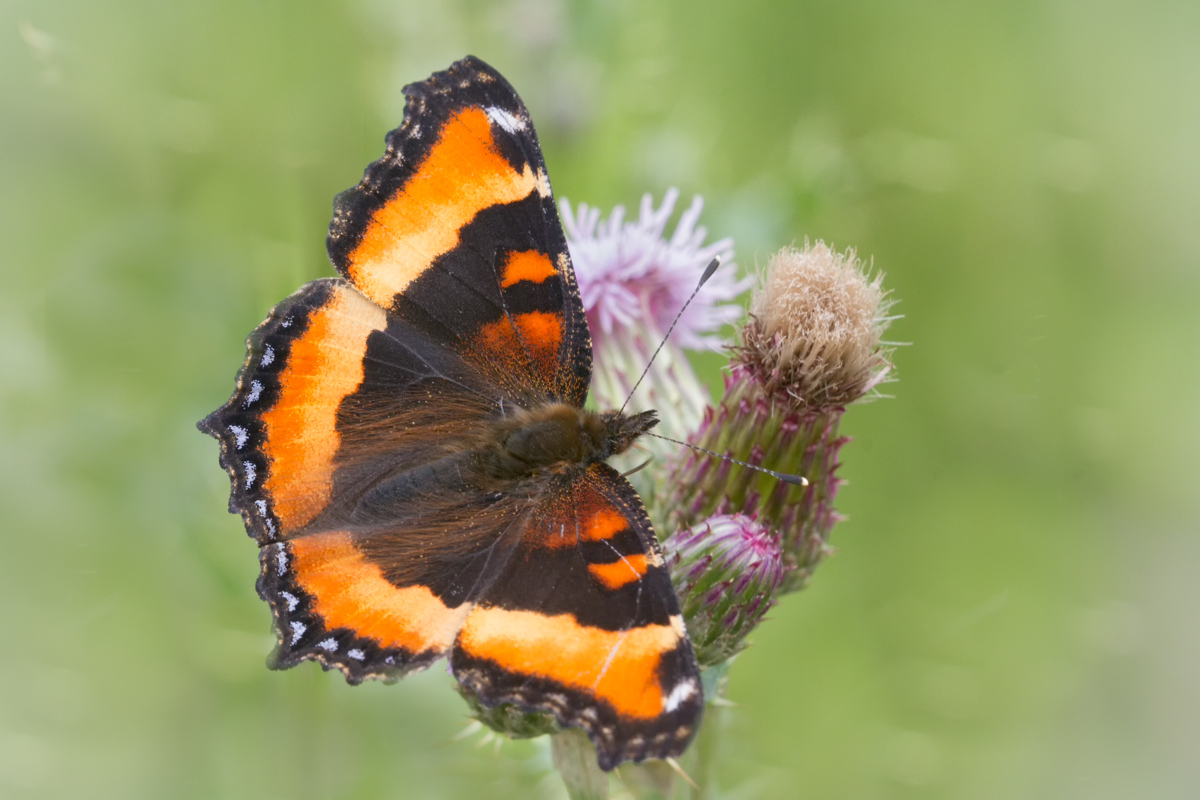 Milbert's Tortoiseshell (+ repost)
