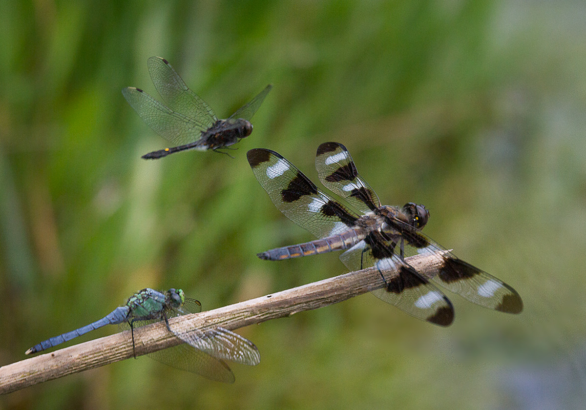 Dragonfly 3 species