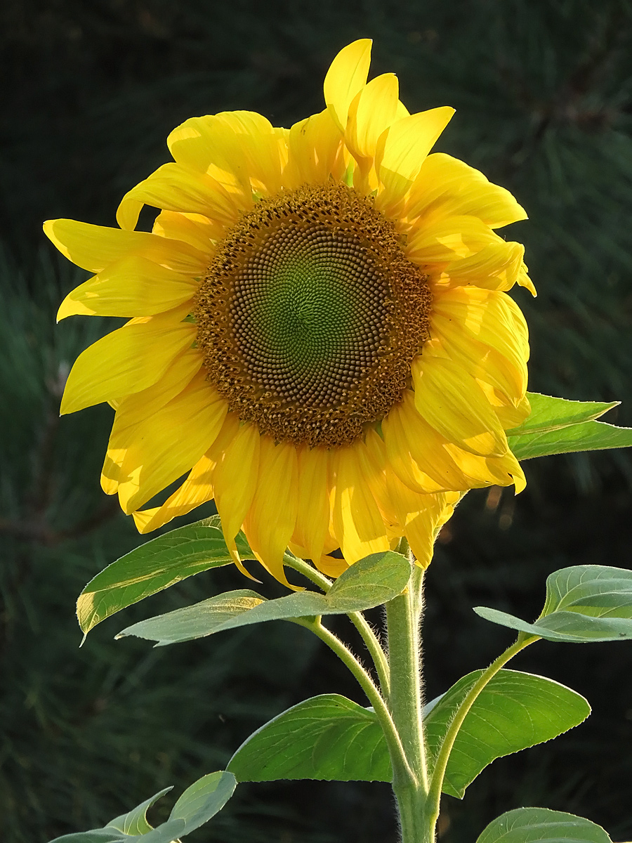 Sun flower