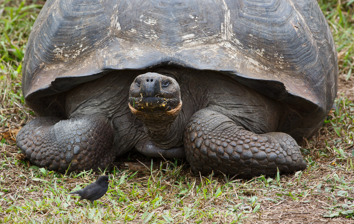 Tortoise and a Finch