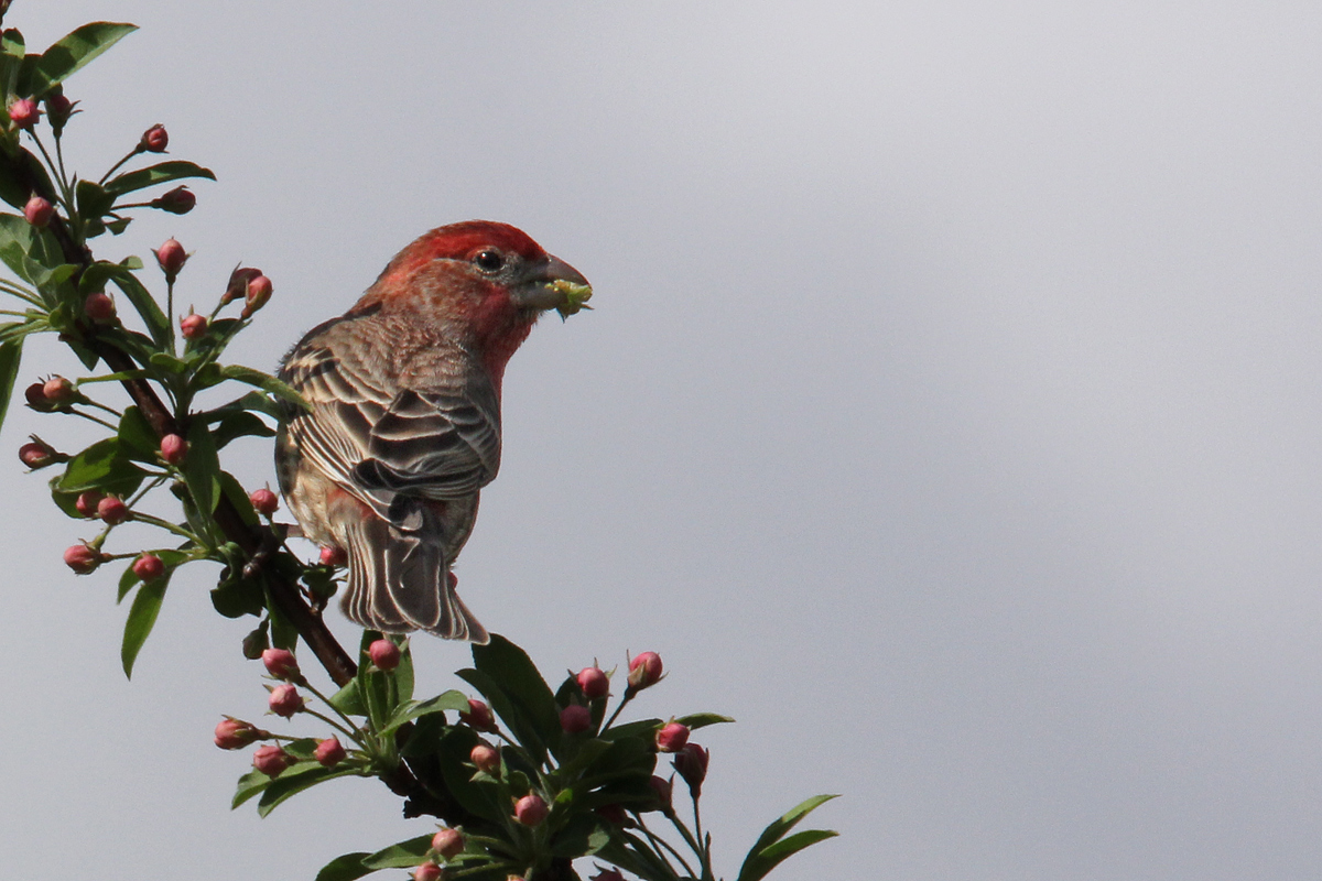 House finch