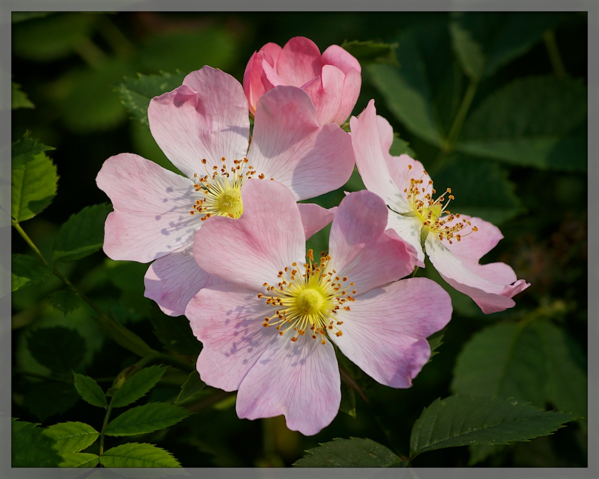  A Diamond of Roses