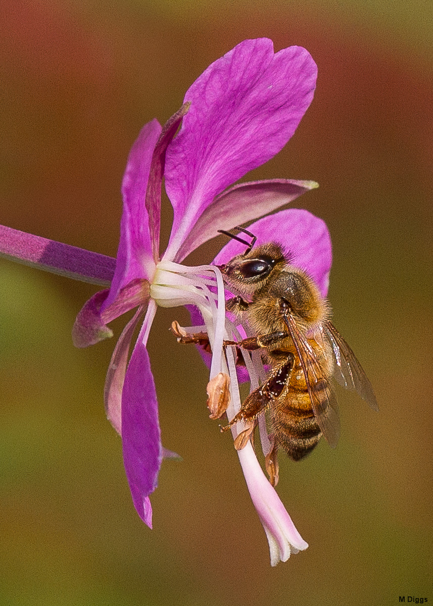Fireweed with Bee + Reduced Noise Repost