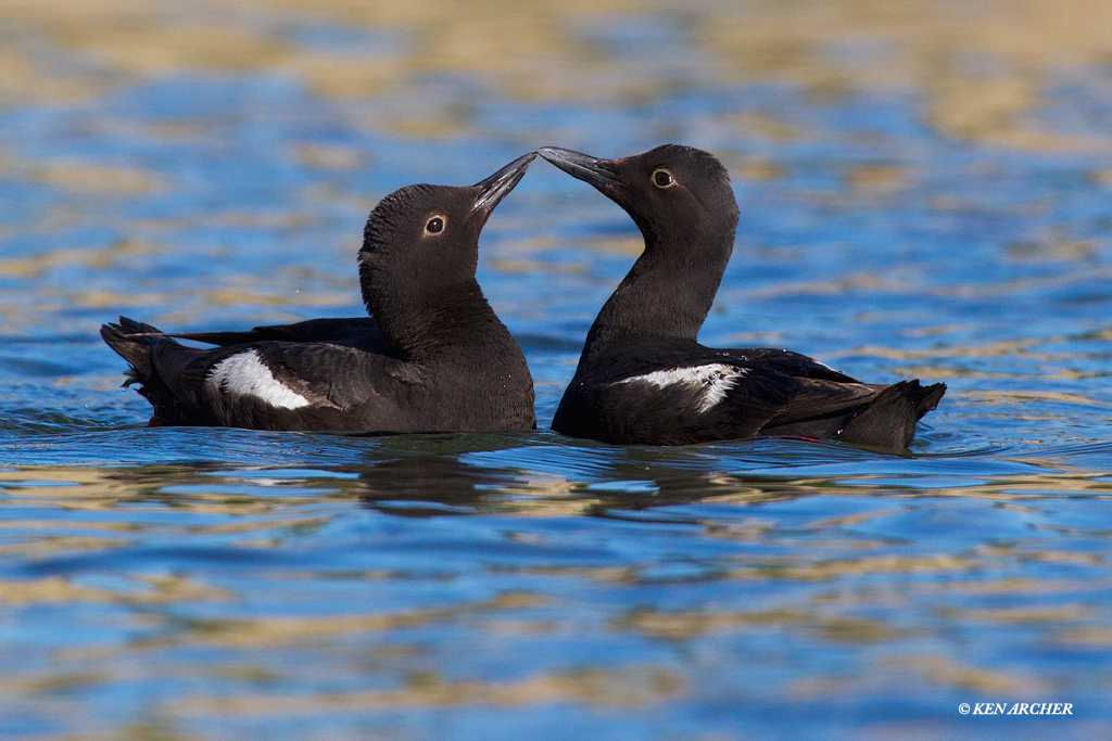 Pigeon Guillemot Pair