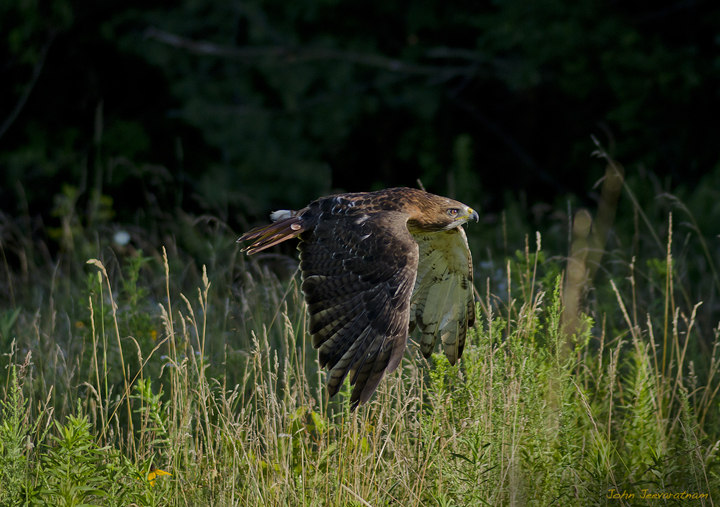 Red-tailed Hawk