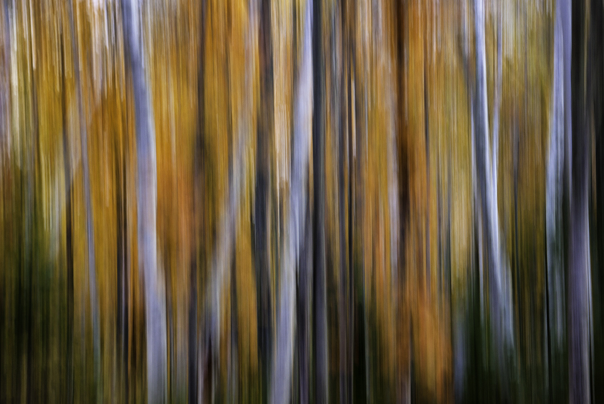 WC 598 - Fall Colours