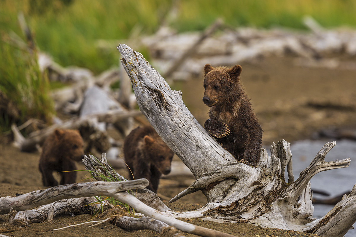 Katmai Bear Cub