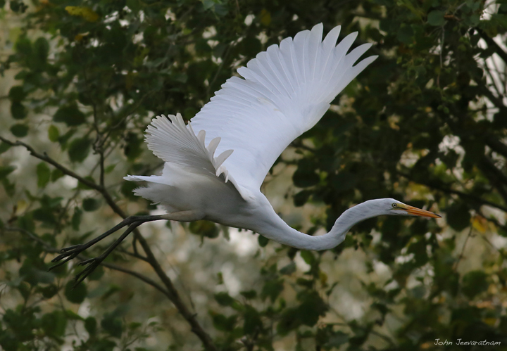 Egret