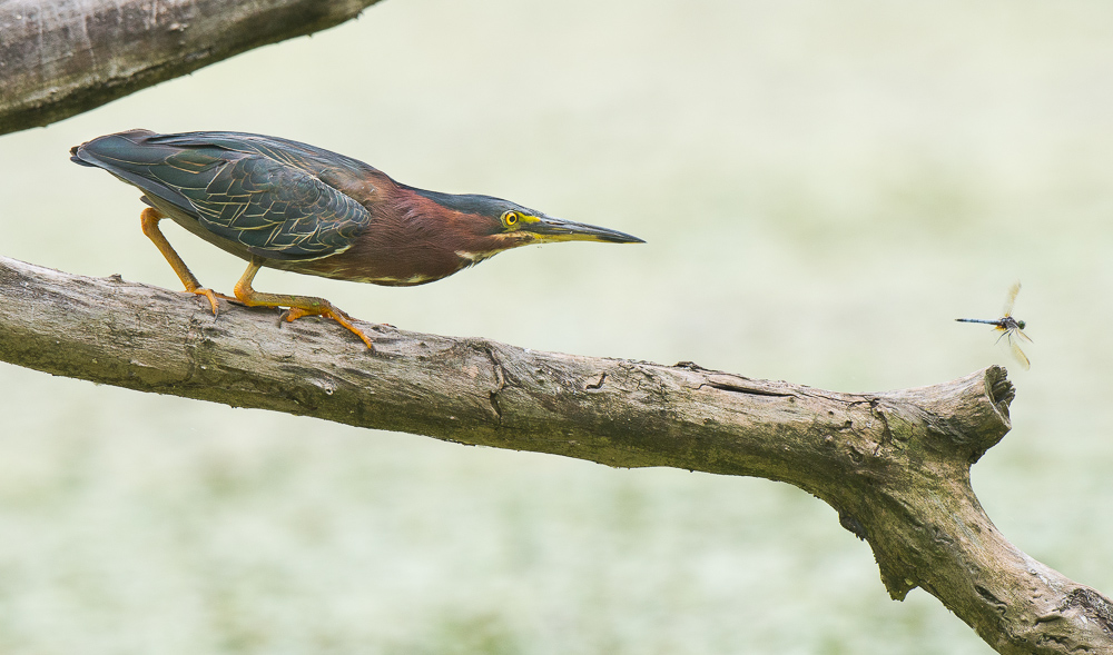 Green Heron stalking