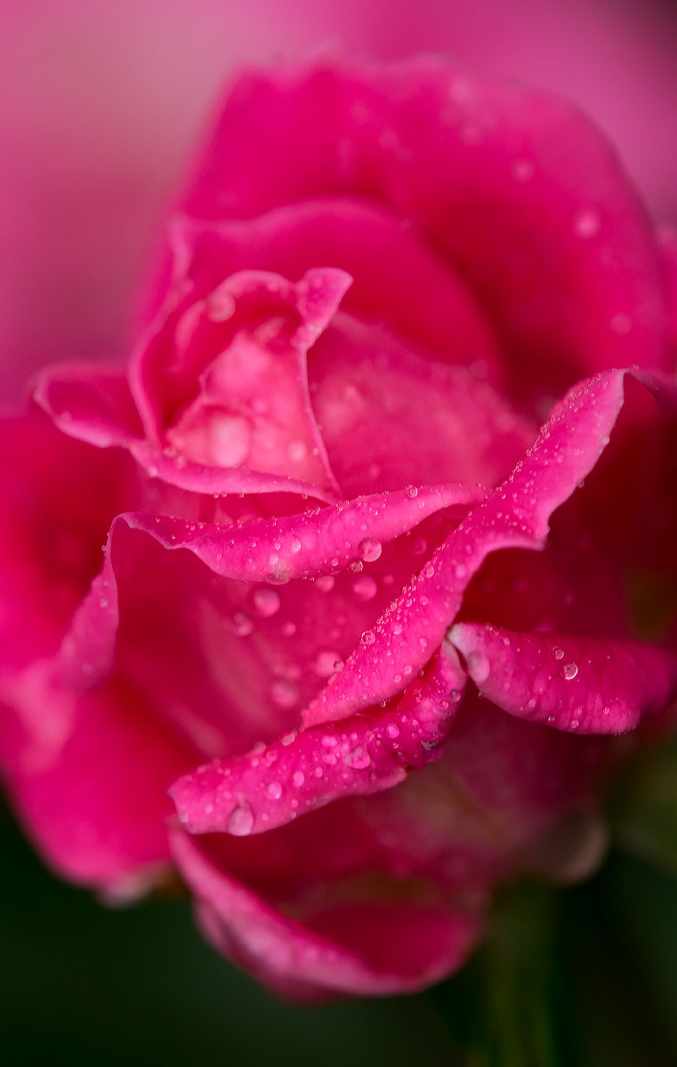 Glimpse of a rose